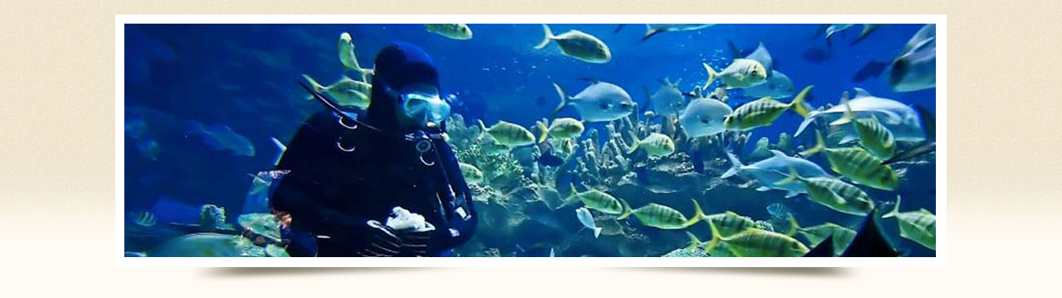 Diving in Flic-en-Flac Mauritius